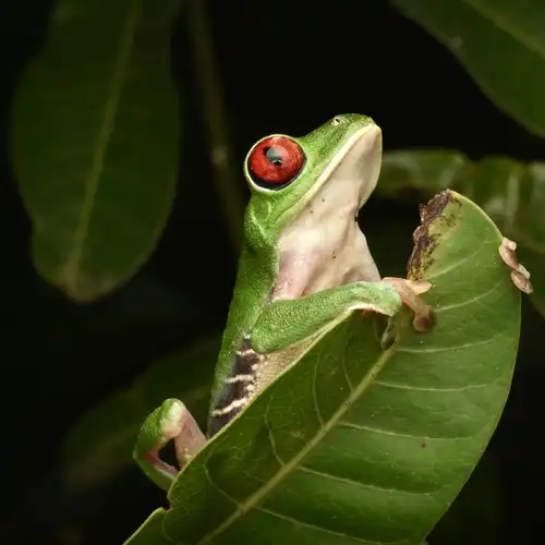 Tour in Jungle from Iquitos, Perú
