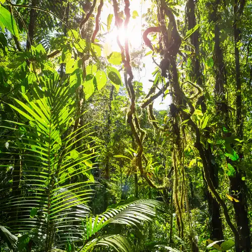 Tour in Jungle from Iquitos, Perú