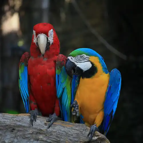 Tour in Jungle from Iquitos, Perú